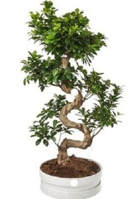 90 cm ile 100 cm civar� S peyzaj bonsai Ankara Temelli online �i�ek g�nderme sipari� 