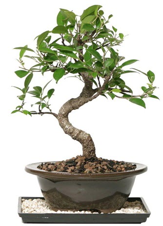Alt�n kalite Ficus S bonsai Temelli Ankara �i�ek g�nder uluslararas� �i�ek g�nderme  S�per Kalite