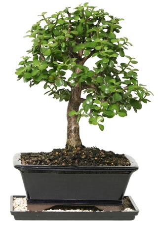 15 cm civar� Zerkova bonsai bitkisi Temelli ankara �i�ek ma�azas� , �i�ek�i adresleri 