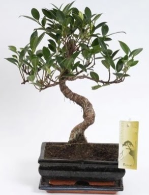 Ficus muhte�em gold kalite 25 cm civar� bonsai