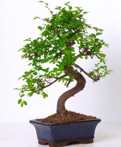 S g�vdeli bonsai minyat�r a�a� japon a�ac� Ankara Temelli online �i�ek g�nderme sipari� 