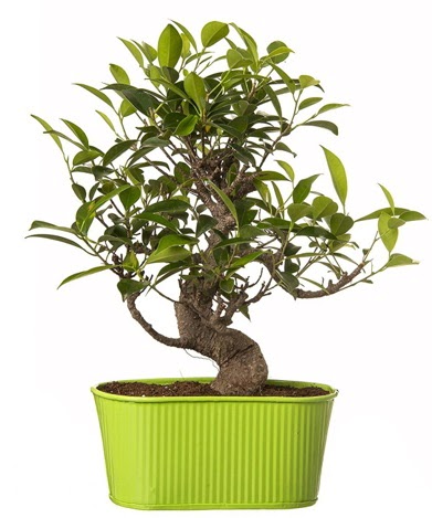 Ficus S g�vdeli muhte�em bonsai Temelli ankara �i�ek ma�azas� , �i�ek�i adresleri 
