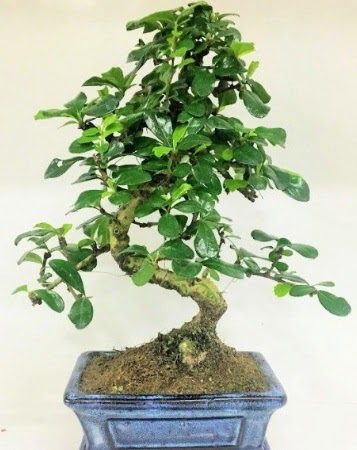 Zelkova S g�vdeli Minyat�r a�a� Bonzai Ankara Temelli cicekciler , cicek siparisi 