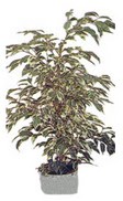 Temelli �i�ek sat��� , �i�ek�i , �i�ek�ilik  Ficus starlight  