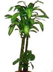 Temelli internetten �i�ek sipari�i  Dracaena massengena