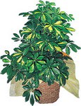 Temelli ankara �i�ek�i telefonlar� yurti�i ve yurtd��� �i�ek sipari�i  Schefflera gold 