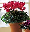 Temelli �i�ek g�nderme sitemiz g�venlidir  Cyclamen 
