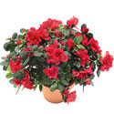 A�elya b�y�k boy (Rhodendron)